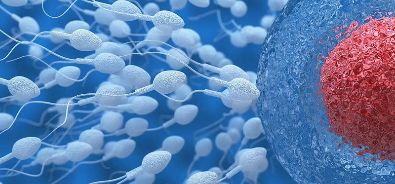 Чрескожная аспирация эпидидимальной спермы (PESA): эффективное решение проблемы мужского бесплодия